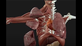 Respiratory System Explained  3D Anatomy Tutorial [upl. by Dib693]