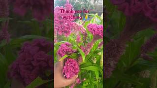 Morning flowers shorts flowers video minivlog ytshortsviralvideo [upl. by Ekeiram]