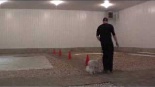 Cavachon Buddy  Dog Training Boot Camp Graduate [upl. by Ilyk746]