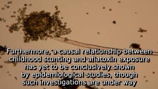 Learn about aflatoxin  what is aflatoxin [upl. by Purdy]