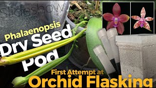 Flasking  Sowing Phalaenopsis Orchid Seeds [upl. by Auka]