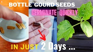 Germinating bottle gourd seeds in 2 DAYS Germinate sow amp growing bottle gourd seedlings [upl. by Noiraa386]