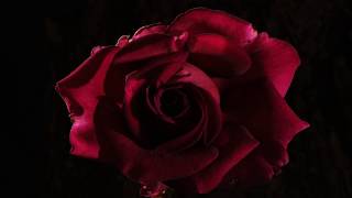 Red pink and yellow Roses opening time lapse 4K [upl. by Ayardna580]