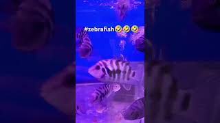 zebrafish biocenter laughingsong funny [upl. by Ardnaek260]