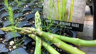 Why YOU should grow Asparagus from SEED [upl. by Coit]