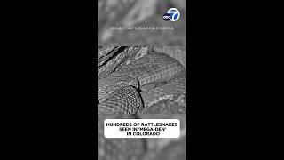 Watch hundreds of rattlesnakes in a megaden from the safety of your computer [upl. by Ettennig]