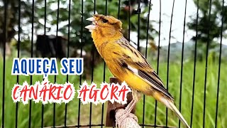 Extraordinário Seu Canário Logo Estará CantandoConheça o Sr SeisCanção De Treinamento Canário 33 [upl. by Koziel35]