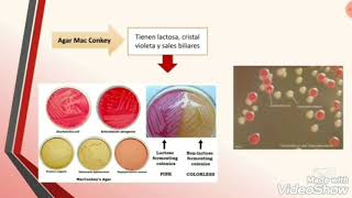 Enterobacterias [upl. by Joselyn]