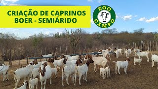 Criação de caprinos Boer  No Semiárido [upl. by Noseaj]