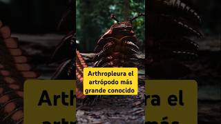 Arthropleura el artrópodo más grande conocido sabiasque [upl. by Milton]