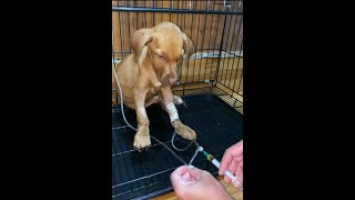 treat puppy infected parvo virus​ [upl. by Vez980]