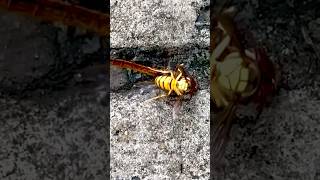 Wasp vs Dragonfly again 🙀😮🙀 animal wildlife wasp dragonfly nature fighting survival sad [upl. by Litman]