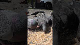 Feeding Pigeons in Glasgow Scotland 🤍 🕊️ pigeon pigeons birds nature beautiful [upl. by Sabelle]