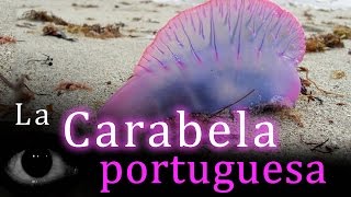 Animales raros La Carabela Portuguesa [upl. by Medarda138]