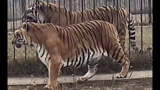 Siberian Tiger vs Sumatran Tiger Size Comparison [upl. by Nnaeirrac134]