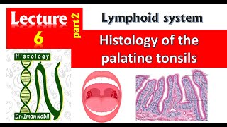 6b Histology of palatine tonsils [upl. by Huai]