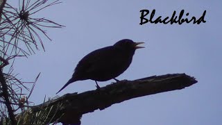 Voice singing BLACKBIRD in a pine forest [upl. by Litnahc]