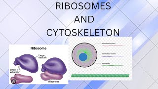 RIBOSOMES AND CYTOSKELETON [upl. by Neumann690]