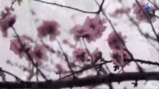 ★ The Joy of Spring  Relaxing music HD [upl. by Enaed76]