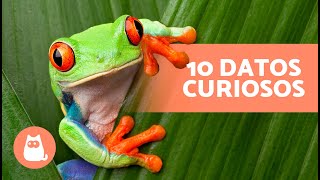 10 CURIOSIDADES sobre las RANAS que te sorprenderán 🐸 [upl. by Notxam]