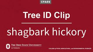 Tree ID Clip shagbark hickory [upl. by Akinot]