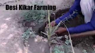 Desi kikar farming [upl. by Hardden]