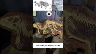 Heterodontosaurus Best Preserved Cast on Display [upl. by Lehsreh]