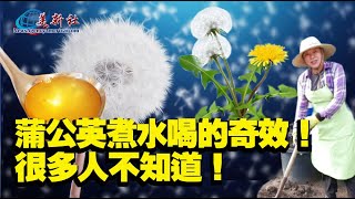 蒲公英煮水喝，竟然有這麼多奇效！很多人不知道！ [upl. by Onivag]