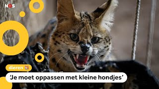 Servals ontsnapt in Helmond en Lexmond huisdieren moeten binnenblijven [upl. by Doraj]