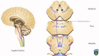 AXON Dorsal Column Pathway Fine Tactile Sensation Conscious Proprioception from Foot 2 of 9 [upl. by Mandler54]