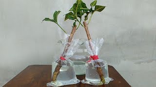 Croton Plant Propagation by Cuttings with Water [upl. by Christalle]