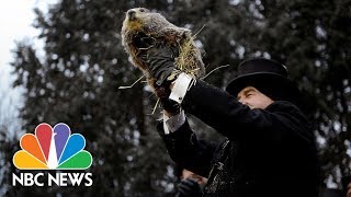 Punxsutawney Phil Gives His Groundhog Day Prediction  NBC News Live Stream Recording [upl. by Pauli287]