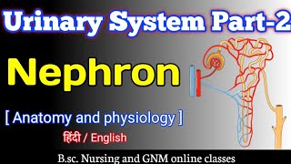 Nephron  Urinary System part2  Microscopic structure of Kidney  Anatomy and physiology 1st year [upl. by Kcirdde]