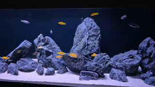 Acquario Malawi full mbuna 240x60x60 121124 [upl. by Rodmun]