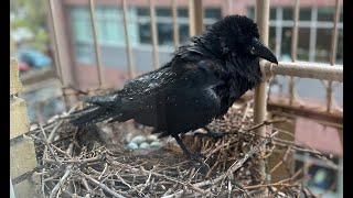 Raven Nest Live Cam [upl. by Miquela673]