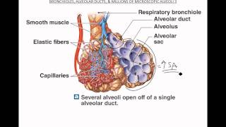 Bronchioles Alveoli Respiratory Membrane [upl. by Atnom673]