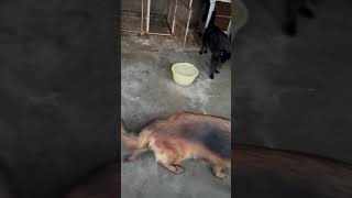 Black German shepherd vs German shepherd import from Germany shortvideo animalsgermansheparddog [upl. by Montano]