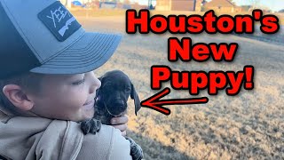 Houstons New PUPPY [upl. by Vikky]