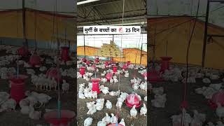 मुर्गी के बच्चों का 🐔 25 दिनvital shortvideo boilermurgi chicken new2024 [upl. by Alesandrini]