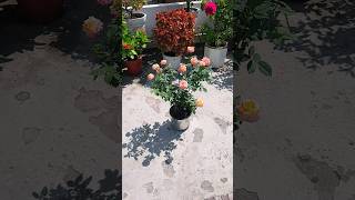 Rose plant 8 inch pot  gardening  Rose blooming  rose flowers viralvideo [upl. by Porcia]