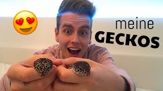 DAS SIND MEINE GECKOS 😏😍😍  Julienco [upl. by Grube]