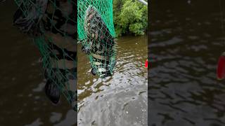 Caught a Goliath Grouper at my favorite spot in the Ten Thousand Islands Catch and release [upl. by Joses864]