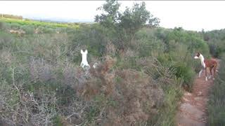 Podenco Ibicenco en acción [upl. by Erapsag]