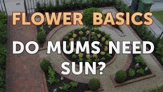 Do Mums Need Sun [upl. by Tonkin]