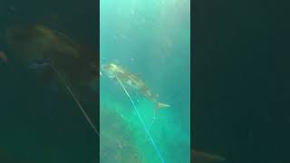 Spearfishing Giant Fish [upl. by Latsirc]