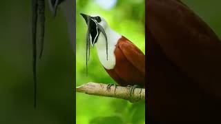 😳 Three wattled bellbird 😳 [upl. by Etteuqal281]