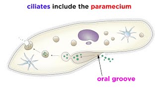 Unicellular Life Part 2 Archaea and Protists [upl. by Caesar]