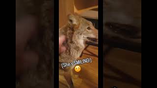 COYOTES R JEALOUS😆🐺 weavethecoyote coyote duckholliday dog cat wildlife nature animals new [upl. by Kalina]