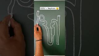 Nephron drawing with 022U number 👍 shorts art drawing painting ytshort [upl. by Tinya988]