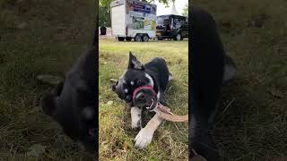 Bullsky Dog Day 2024 SuffolkDogDay2024 Helmingham doglife showtime bullsky30 bullsky dog [upl. by Anisamoht]